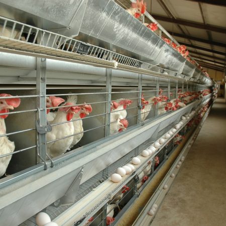 خرید قفس مرغ