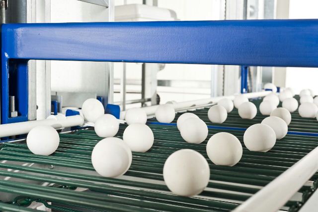 فروش انواع لوازم مرغداری و تجهیزات اتوماتیک مرغ تخمگذار