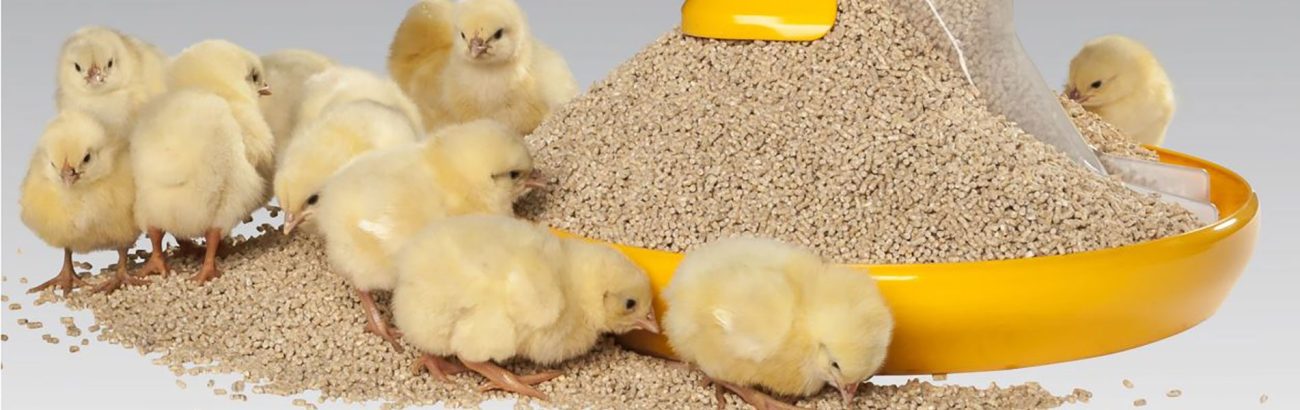 فروش دانخوری مرغداری