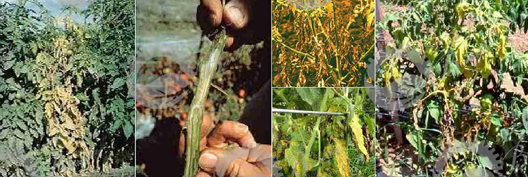 خرید اینترنتی سم رانمن