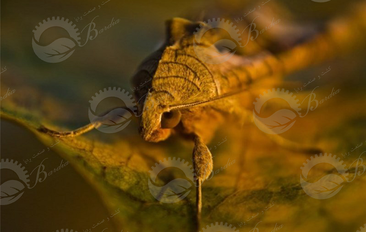 خرید اینترنتی سم حشره کش