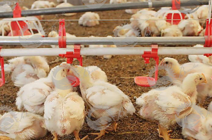 قیمت انواع لوازم مرغداری