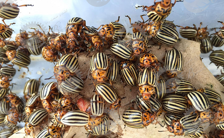 خرید اینترنتی سم حشره کش