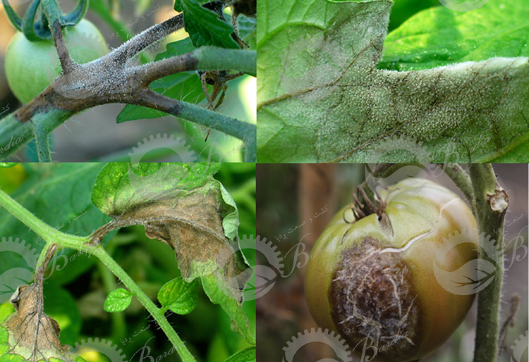 خرید اینترنتی سم رانمن