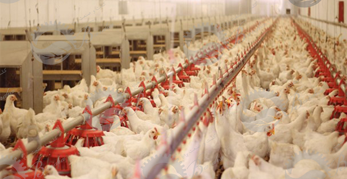 قیمت انواع لوازم مرغداری