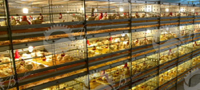 فروش تجهیزات اتوماتیک مرغداری