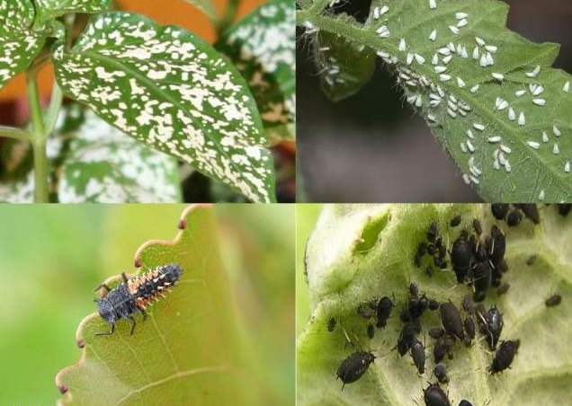 لیست قیمت سم حشره کش