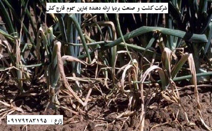 خرید سم رانمن