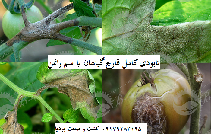 خرید سم رانمن