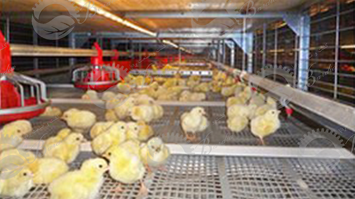 فروش تجهیزات اتوماتیک مرغداری