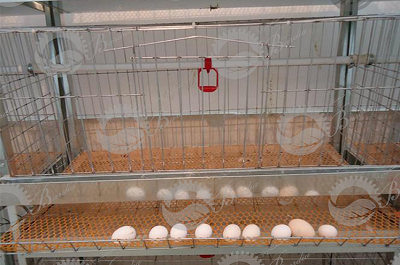 فروش فوق العاده قفس اتومات مرغ تخمگذار  ارزان قیمت