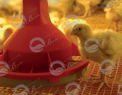 ساخت تجهیزات و دانخوری مرغداری با قیمت ارزان برای مرغ