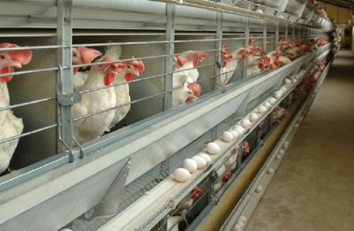 قفس سه طبقه مرغ تخمگذار