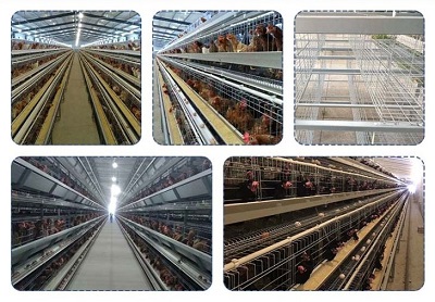 تولید قفس سه طبقه مرغ تخمگذار در تهران