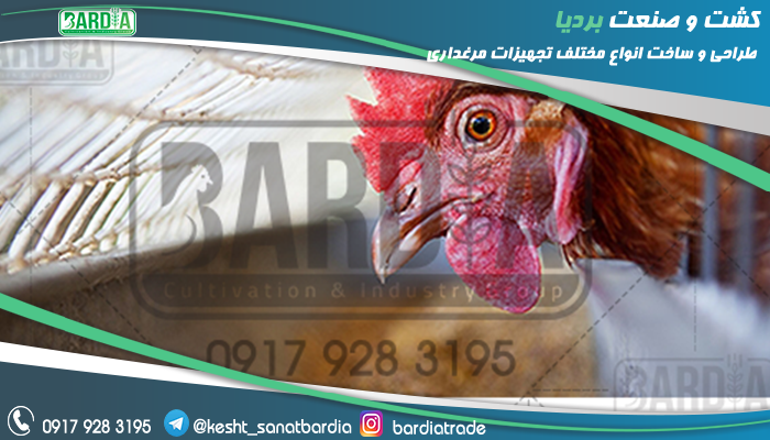 تجهیزات مرغداری دست دوم
