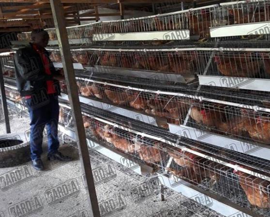 سریع ترین راه خرید قفس مرغ تخمگذار در کشور