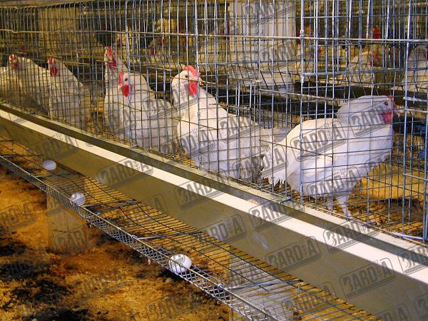 لیست قیمت فروش قفس مرغ تخمگذار در سال 98