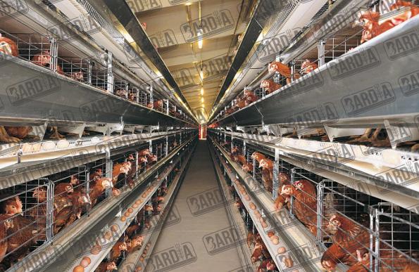 فروش قفس مرغ تخمگذار زیر قیمت بازار در ایران