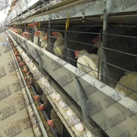 تهیه قفس مرغ تخمگذار به ارزان ترین قیمت ها در کشور