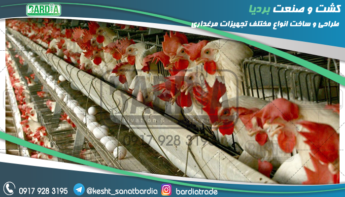 ساخت قفس مرغ تخمگذار