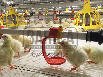 لیست قیمت فروش لوازم و تجهیزات مرغداری مرغ گوشتی برای صادرات