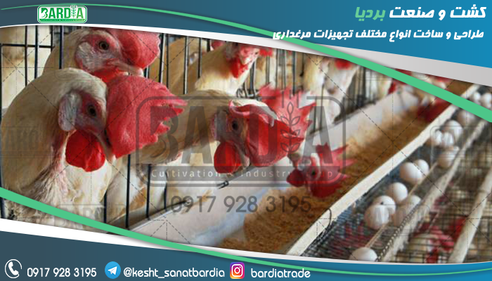 ساخت قفس مرغ تخمگذار
