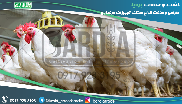 تجهیزات مرغ گوشتی