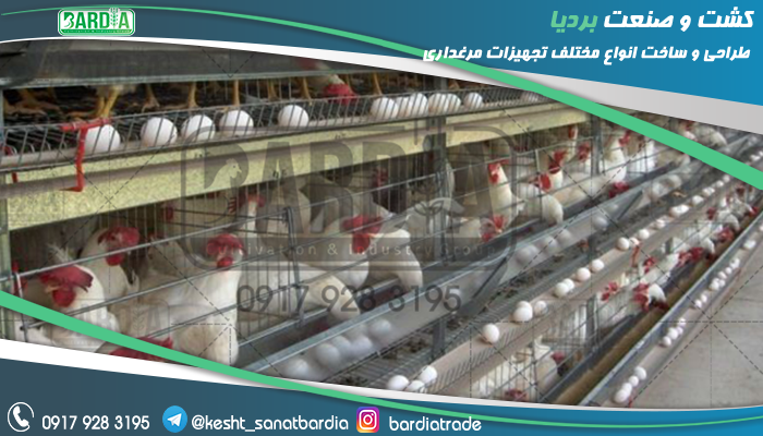 ساخت قفس مرغ تخمگذار