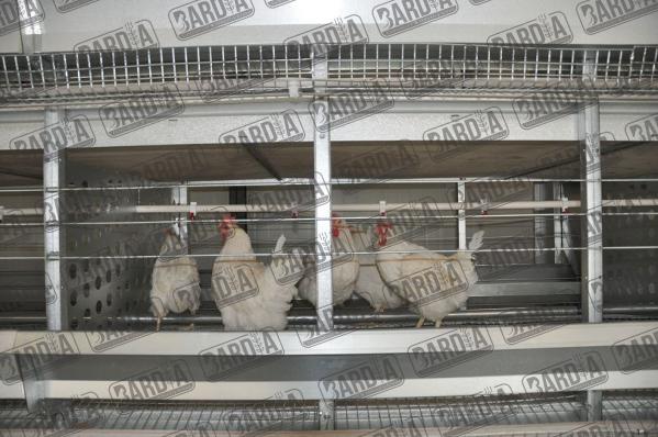 خریداران قفس مرغ در ایران