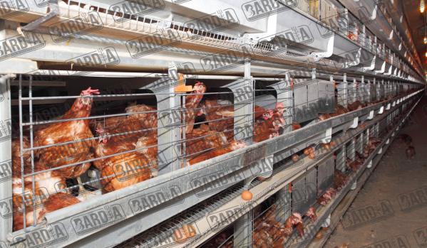 فروشندگان قفس مرغ تخمگذار در ایران