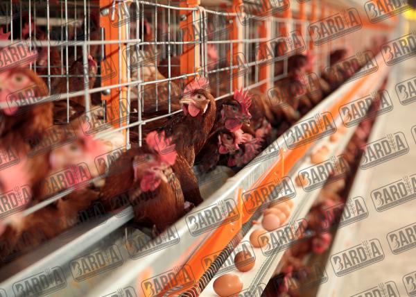 قفس مرغ تخمگذار با کیفیت | عرضه مستقیم آن در سراسر کشور