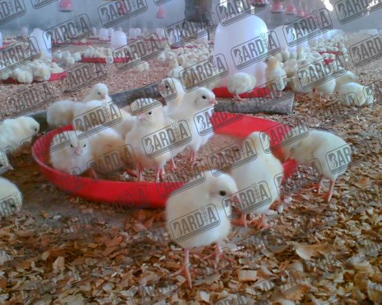 قیمت روز دانخوری مرغ | بازرگانی فروش آن در کشور