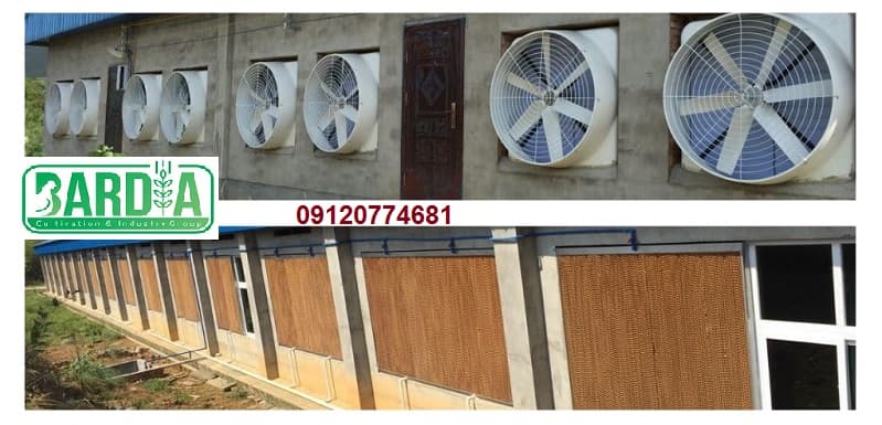 پد کولینگ مرغداری