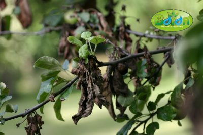 نتایج عدم استفاده از گوگرد روی درختان میوه